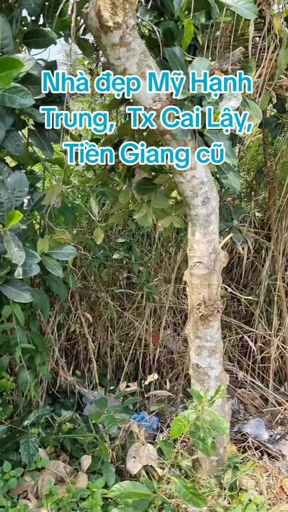 Nhà đẹp 150m² thổ cư, Mỹ Hạnh Trung, Cai Lậy - Giá chỉ 2.6 tỷ!