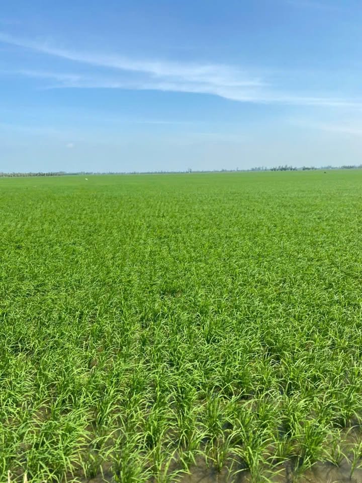 Đất Farm 50.000m² tại Xã Vọng Thê, Thoại Sơn - Giá 5.25 tỷ - Cơ hội đầu tư hấp dẫn!