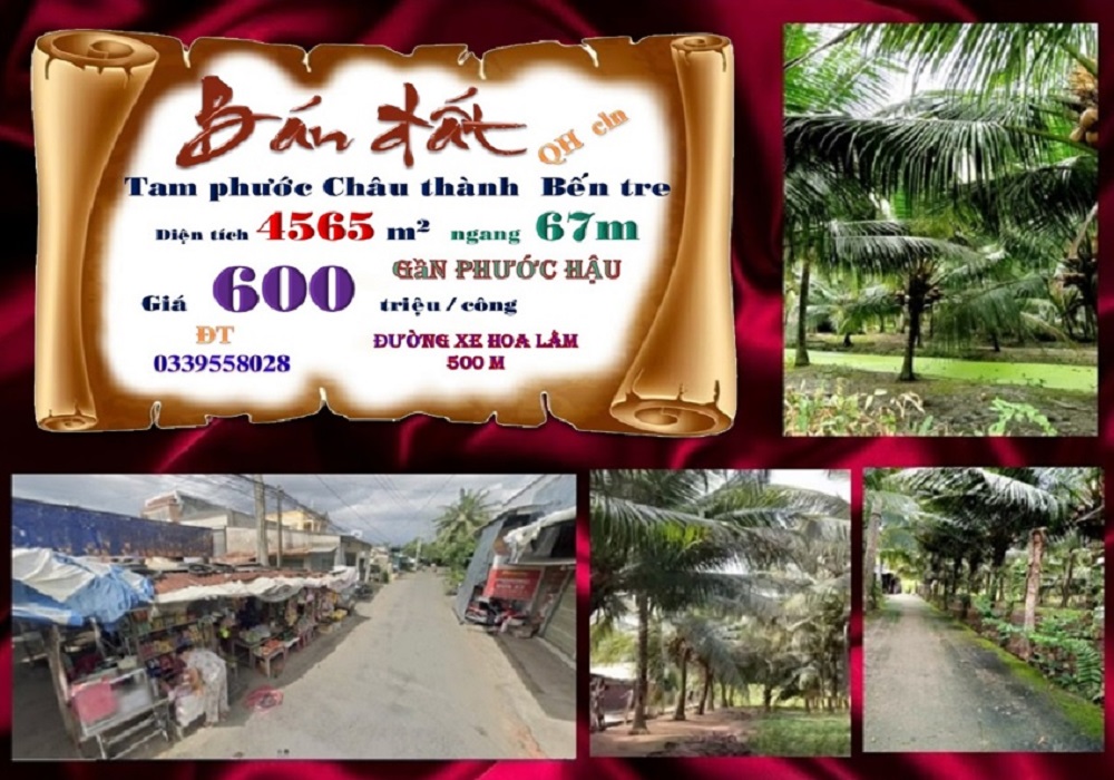 Đất vườn Dừa Tam Phước, Châu Thành, Bến Tre 4.565m² giá 2.739 tỷ - Vị trí đẹp, thoáng mát!