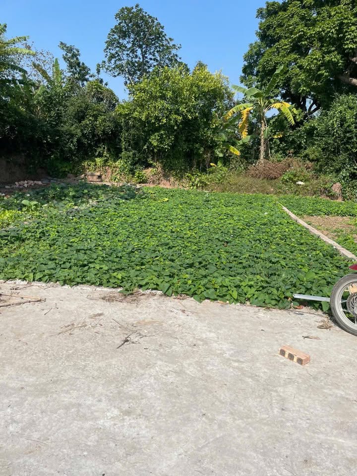 Đất nền Bạch Hạ - Phú Xuyên 80m² giá chỉ 1.45 tỷ - Đầu tư tiềm năng sinh lời!