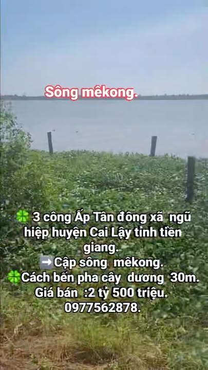 Farm sầu riêng Ngũ Hiệp, Cai Lậy 3000m² giá 2.5 tỷ - Đường ô tô vào tận nơi!