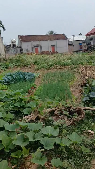 Đất nền xã Ngọc Thiện, huyện Tân Yên 730m² - Đầu tư sinh lời, 2 mặt tiền!