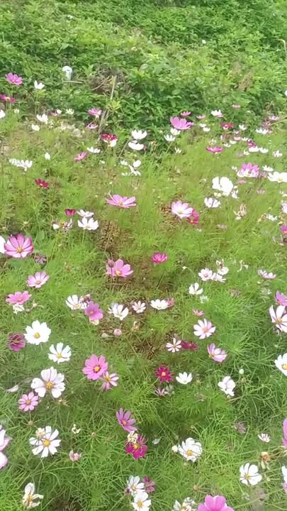 Đất thổ cư Bệnh viện An Phát, Tân Kỳ 80m² giá 800 triệu - Cơ hội đầu tư tuyệt vời!