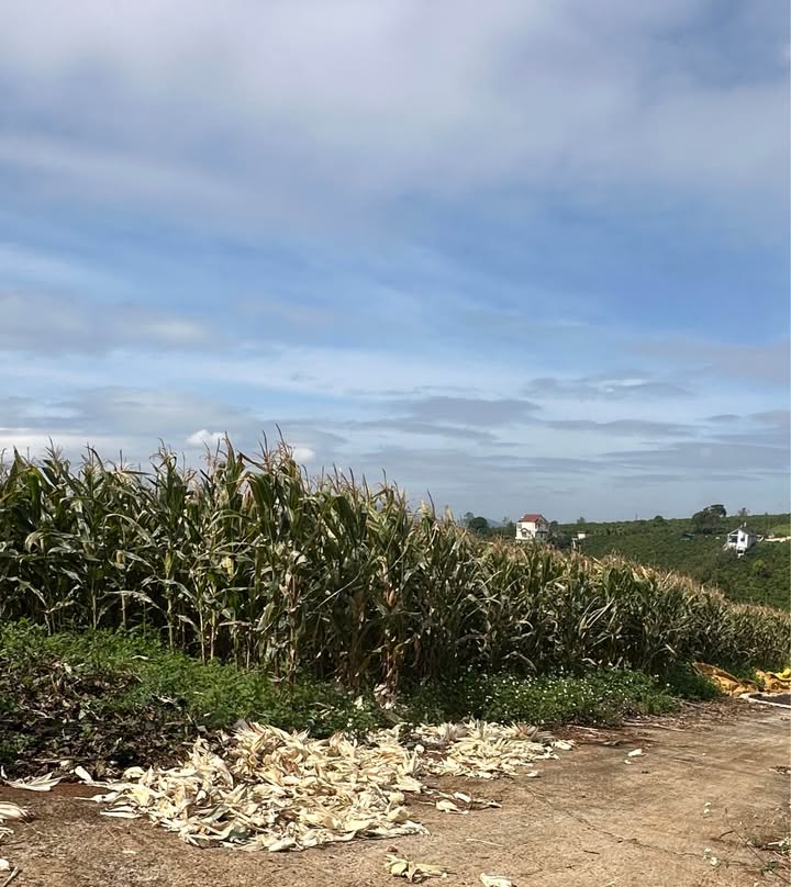 Đất nền 1750m² Thị trấn Di Linh - Giá 1.1 tỷ, cơ hội đầu tư hấp dẫn!