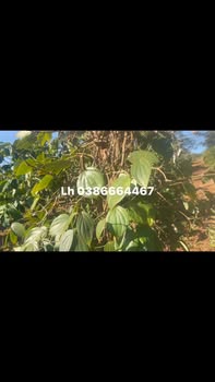 Farm cho thuê tại Xã Tân Hội, Huyện Đức Trọng, Lâm Đồng 30.000m² - Giá chỉ 250 triệu