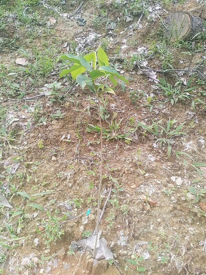 Đất Farm 1ha tại Mỹ Đức, Đạ Huoai - Giá chỉ 220 triệu VND - Cơ hội đầu tư hấp dẫn!