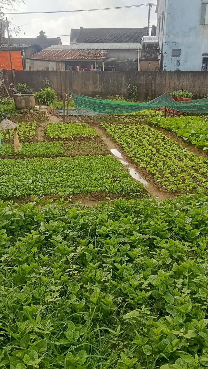 Đất nền 161m² tại Cẩm Châu, Hội An - Giá chỉ 2.415 tỷ - Cơ hội đầu tư hấp dẫn!