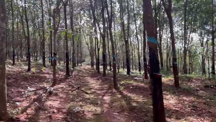 Đất nền 24.000m² tại Xã Đồng Nai, Huyện Bù Đăng, giá 1.7 tỷ - Cơ hội đầu tư tốt!