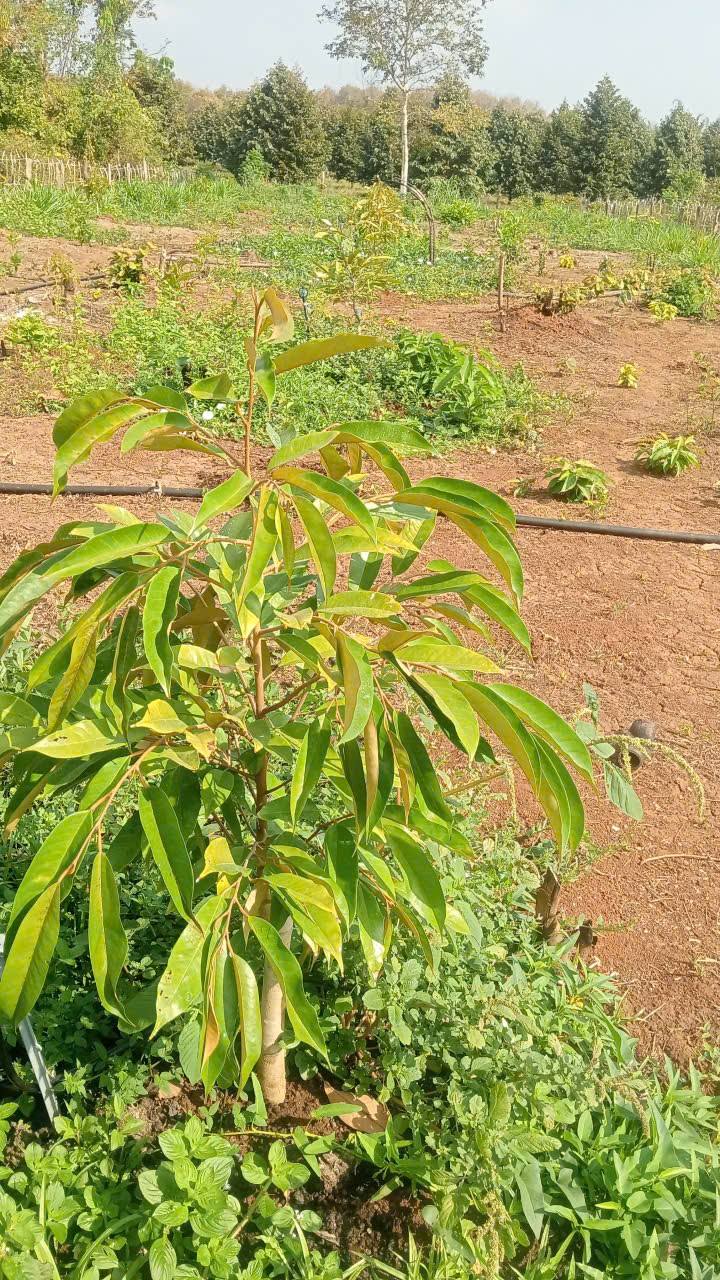 Đất Lộc An 360m² giá 290 triệu - Đầu tư sinh lời ngay!