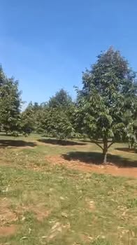 Farm Sầu Riêng Thái 1ha tại Phước Tân giá 4.2 tỷ - Đầu tư sinh lời ngay!