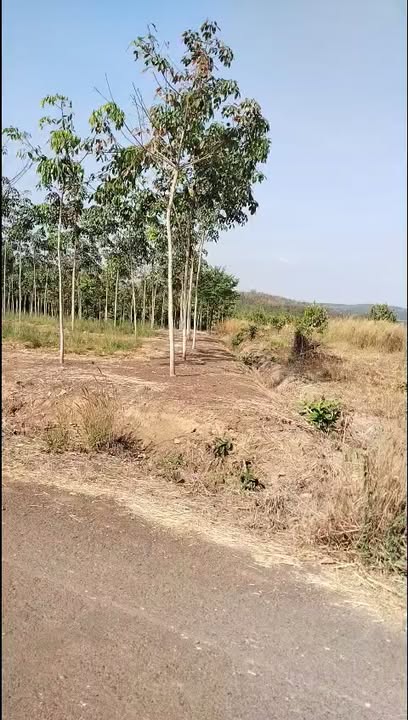 Farm Bù Gia Mập 9.7ha giá 16.5 tỷ - Cơ hội đầu tư hấp dẫn!