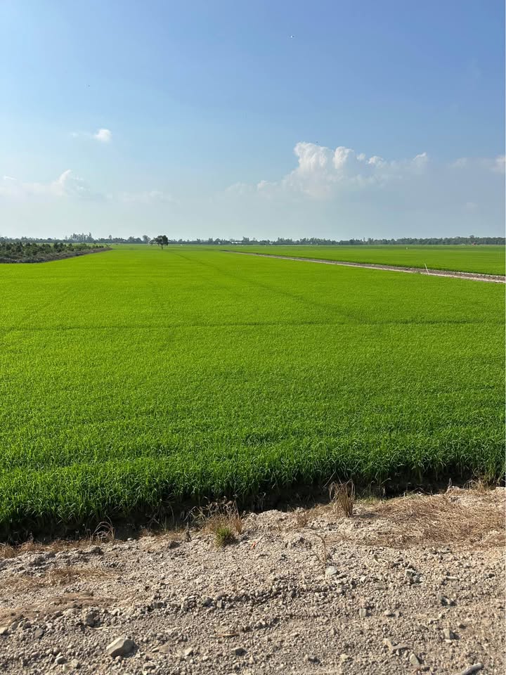 Farm 17 công mặt tiền đường nhựa, xã Phú Cường, giá 40.8 tỷ - Đầu tư sinh lời hấp dẫn!