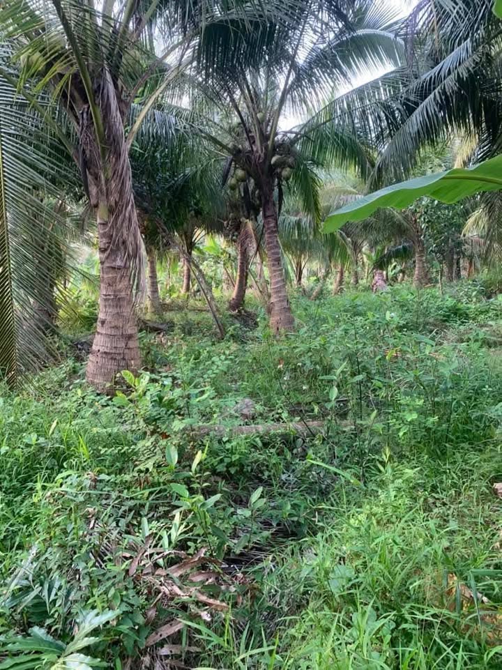 Đất vườn 2000m² tại Xã Ngãi Tứ, Huyện Tam Bình - Giá chỉ từ 200 triệu!