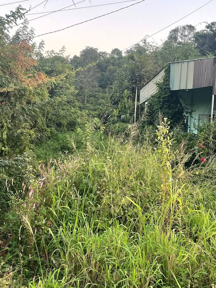 Bán đất mặt tiền xã Đắk Sôr 252m² giá 980 triệu - Đối diện trường Trần Phú!