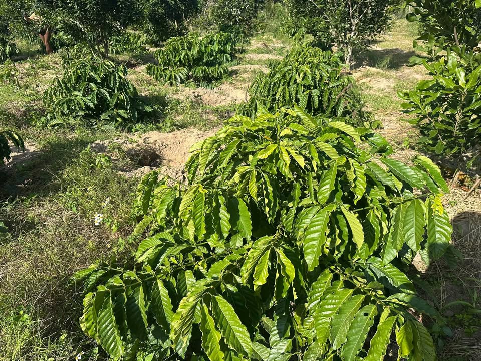 Farm đất nông nghiệp tại xã Ea H'leo 1,4ha giá 1.7 tỷ - Đầu tư sinh lời đảm bảo!