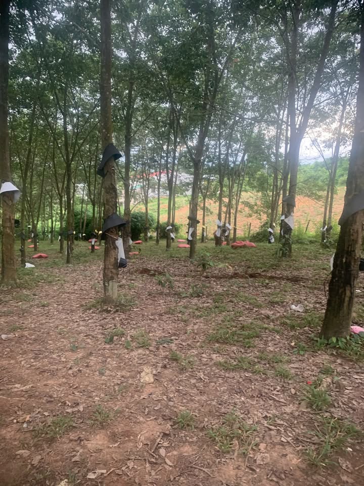 Rẫy cao su Ngọc Bay, Kon Tum 1,5ha - Đầu tư sinh lời ngay!