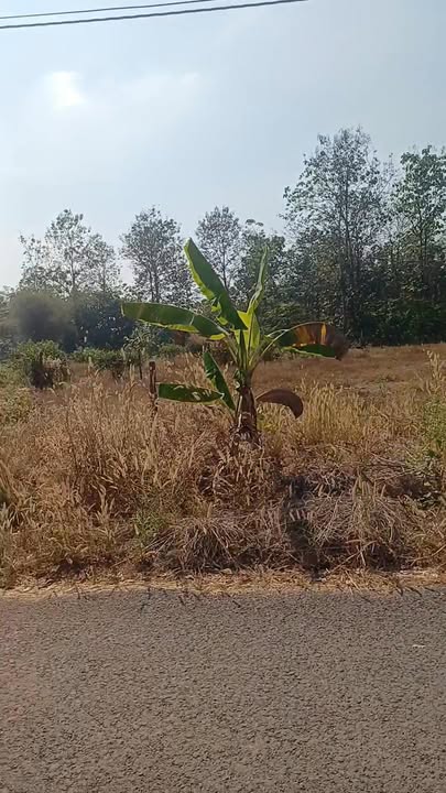 Đất nền 1000m² mặt tiền nhựa Ấp 7, Xã Thanh An chỉ 350 triệu - Cơ hội đầu tư tuyệt vời!