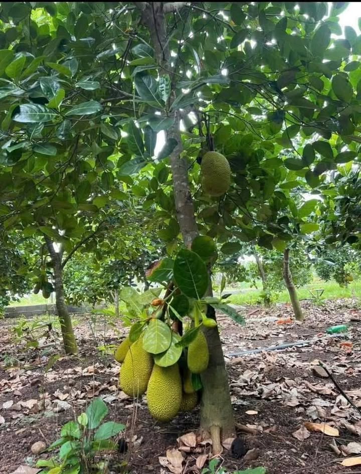 Vườn mít 2600m² giá 260 triệu - Cơ hội đầu tư hấp dẫn!