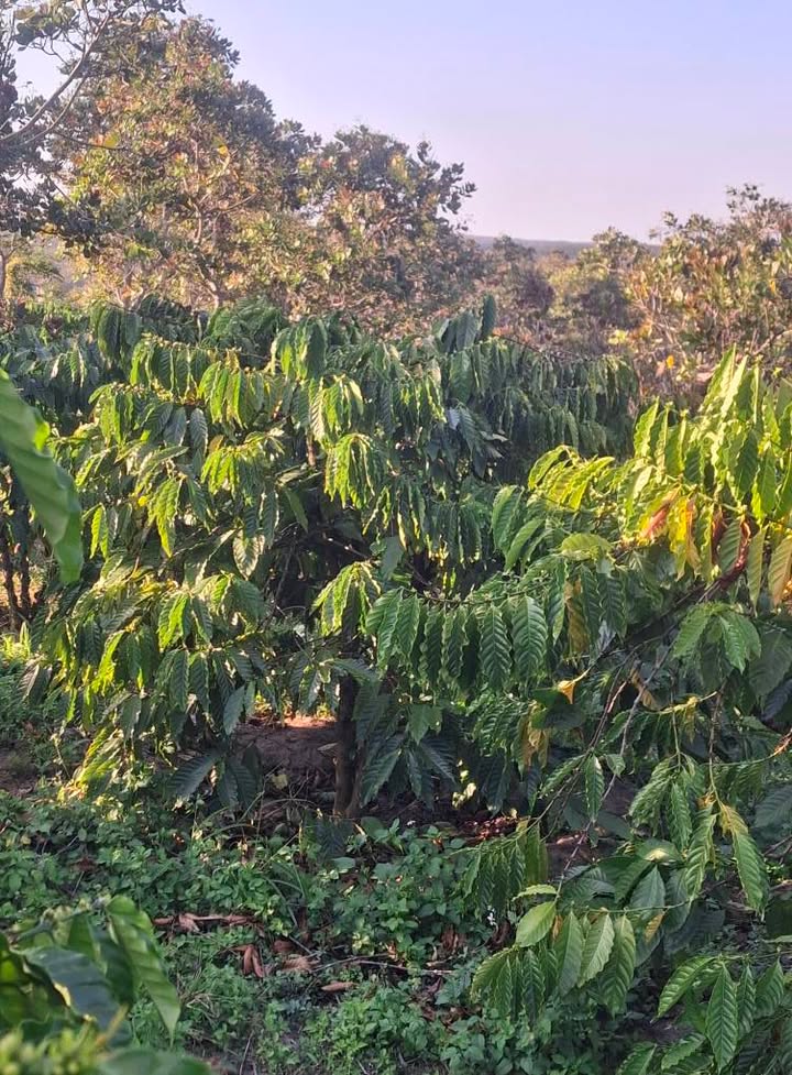 Farm đẹp 2ha tại Ea Ral, Ea H’leo, Đắk Lắk giá 4 tỷ - Sẵn sàng đầu tư ngay!