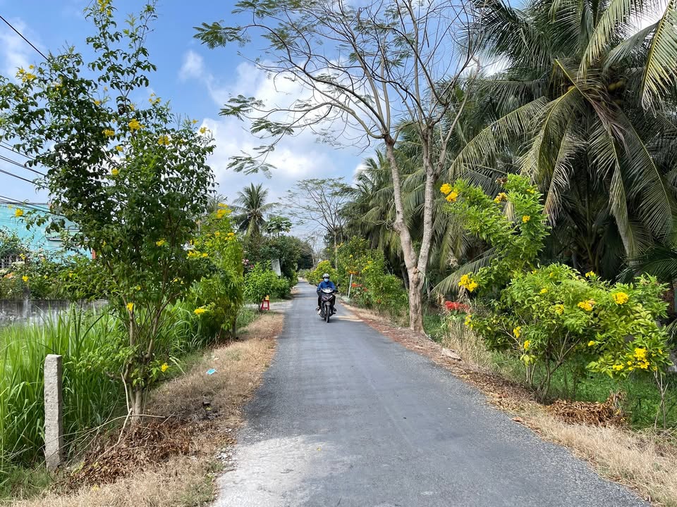 Đất nền xã Bình Ninh, Chợ Gạo, Tiền Giang 242m² giá 390 triệu - Sổ hồng riêng, lộ nhựa ôtô vào tận nơi!