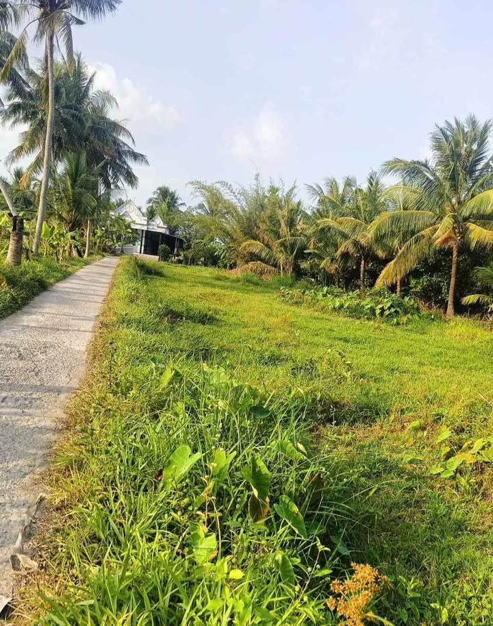 Đất thổ cư 58m² tại Huyện Trà Cú giá chỉ 99 triệu - Đường ô tô vào tận nơi!