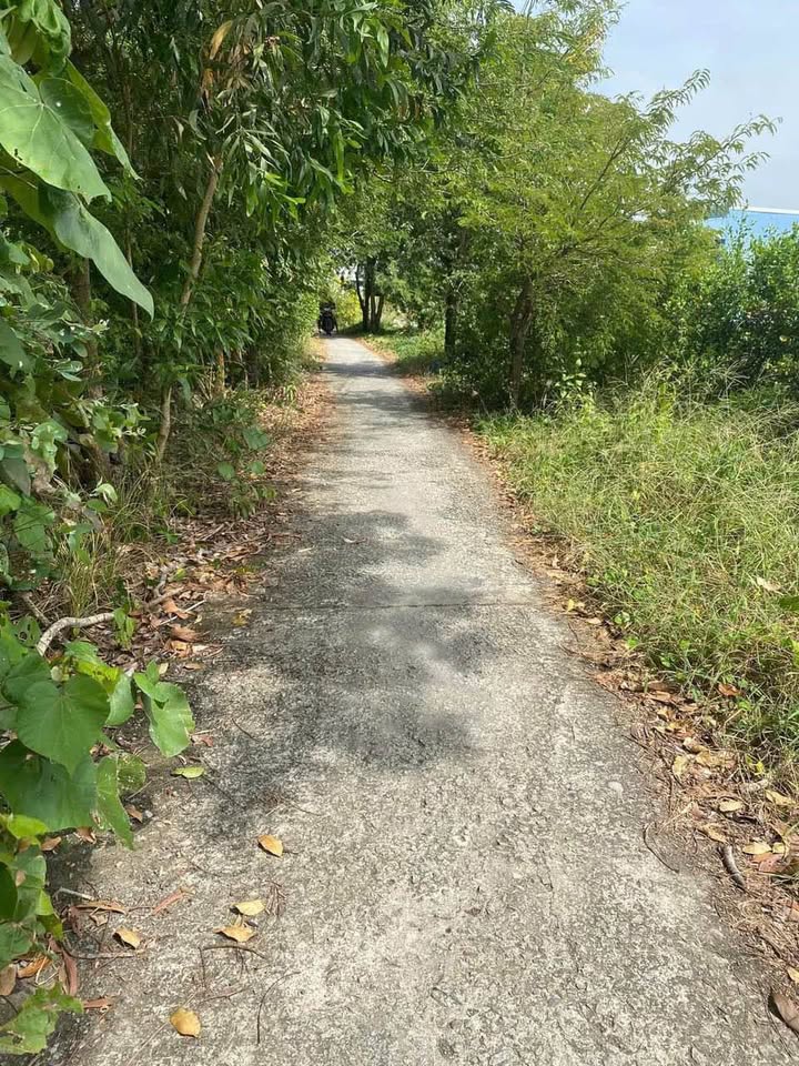 Đất nền Khóm 4, Xã Lý Văn Lâm, 500m² giá 42.5 tỷ - Sổ đỏ chính chủ, vị trí thuận lợi!