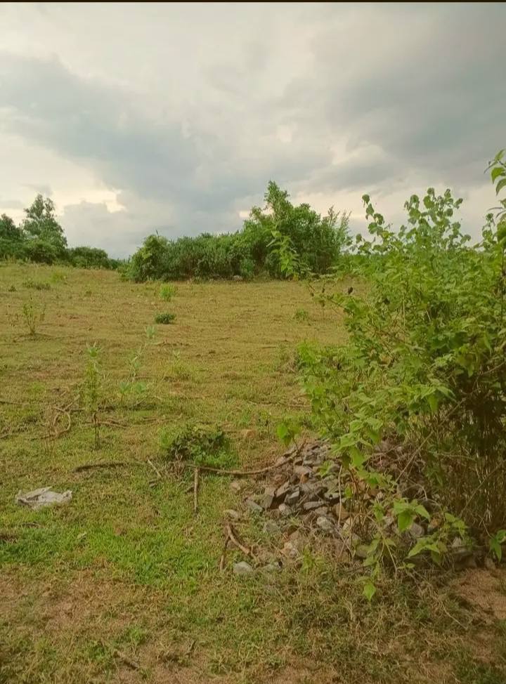 Đất Farm 40.000m² tại Tân Hiệp, Hòa Sơn, Ninh Thuận giá chỉ 3 tỷ - Cơ hội đầu tư lớn!