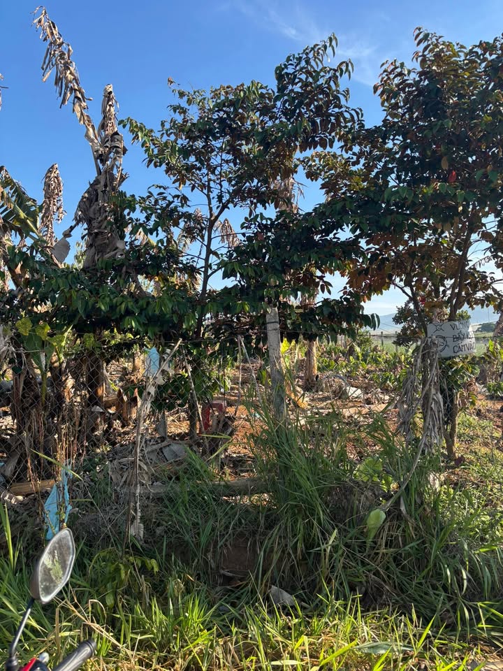 Đất nền xã Liên Hiệp, Đức Trọng 3700m² giá 7.5 tỷ - Cơ hội đầu tư hấp dẫn!