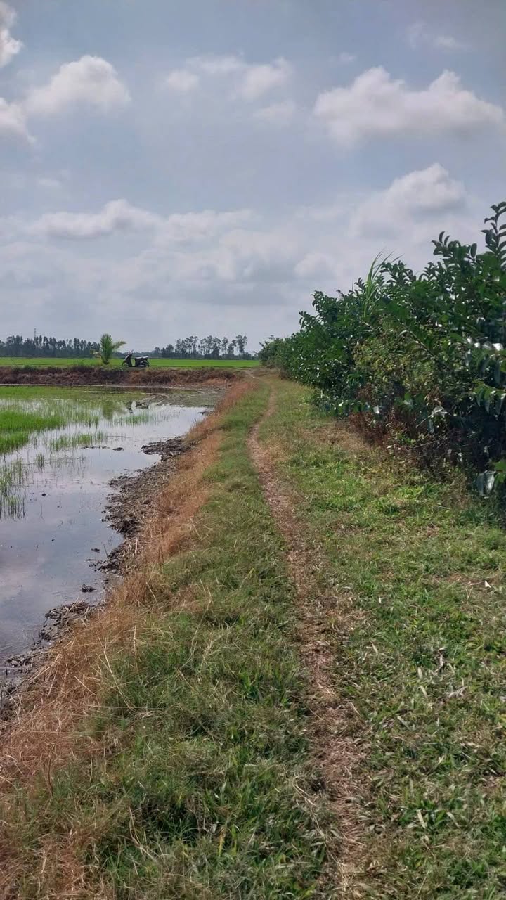 Đất mặt tiền bờ kênh Đa Lộc 3990m² giá 620 triệu - Tiềm năng phát triển lớn!