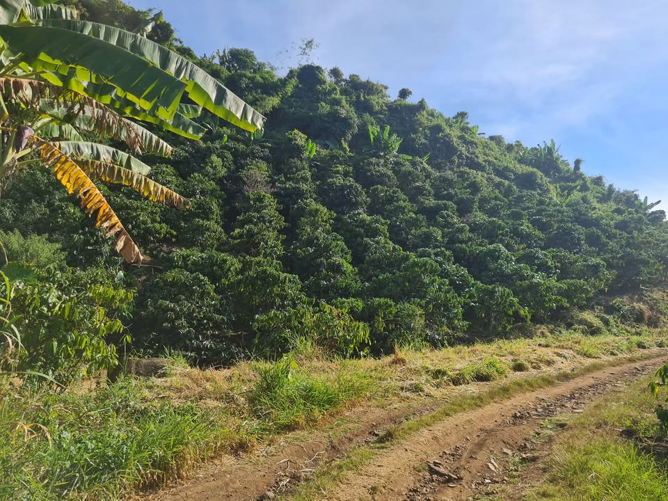 Lô đất vườn 3600m² tại xã Tân Nghĩa, Di Linh giá chỉ 1.26 tỷ - Cơ hội đầu tư hấp dẫn!