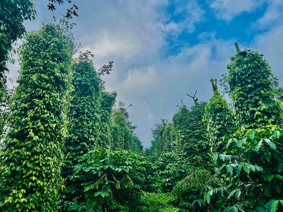 Farm đẹp tại thôn 4, Xã Đắk Sắk, 4500m² - Giá thỏa thuận hấp dẫn!