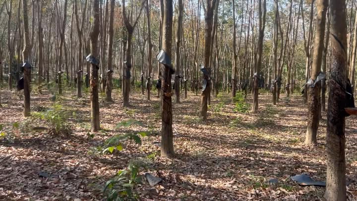 Đất Farm 8 Sào Cao Su Xã Ia Kla - Giá 700 Triệu - Đầu Tư Lợi Nhuận Cao!