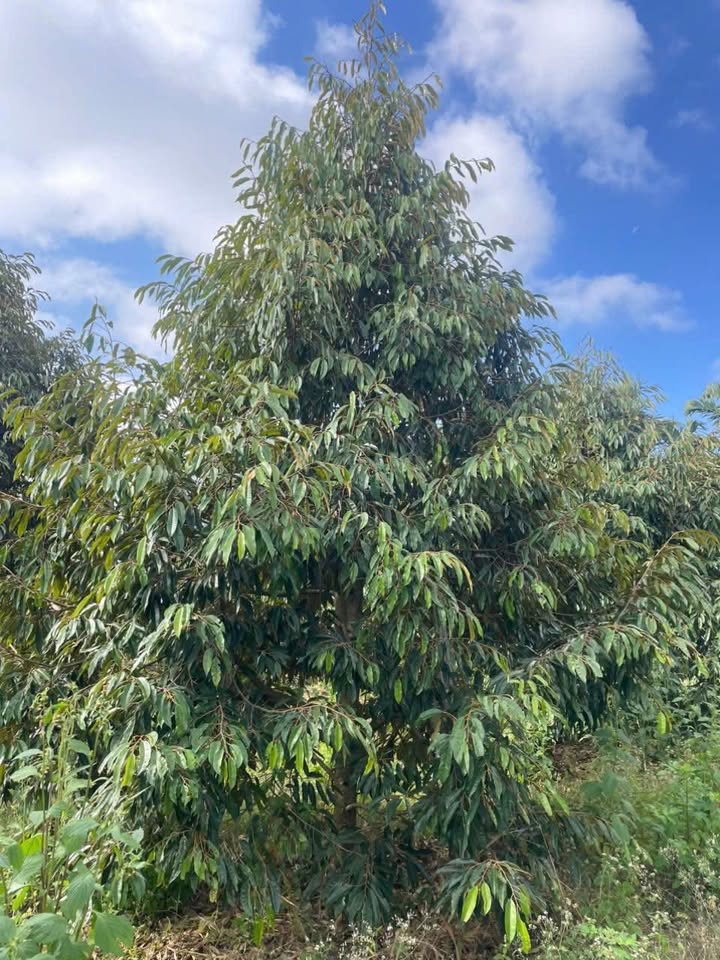 Đất thổ cư 760m² tại thôn 1, xã Ea Kênh, giá chỉ 30.4 tỷ - Cơ hội đầu tư tuyệt vời!