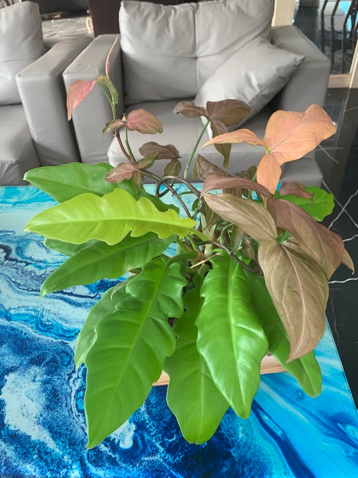 Nhà hàng Làng Tâm Giao Bình Dương 1,522m² giá 18.5 tỷ - Đầu tư sinh lời ngay!