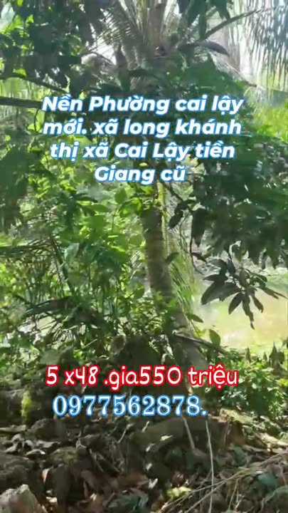 Đất nền Cai Lậy, Tiền Giang 240m² giá 550 triệu - Đầu tư sinh lời ngay!