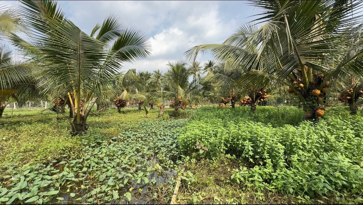 Đất vườn trồng dừa Mã Lai Thạnh Phú 793m² giá 950 triệu - Cơ hội đầu tư tuyệt vời!