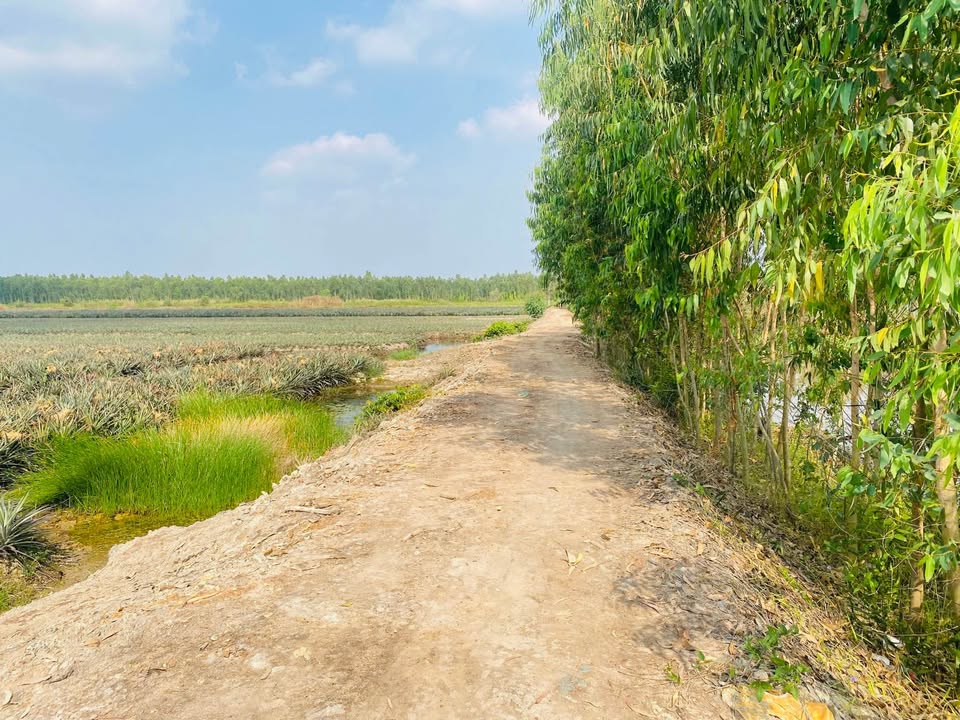 Đất 2 mặt tiền Xã Tân Lập 2, Tân Phước 14.280m² giá 100 triệu - Cơ hội đầu tư hiếm có!