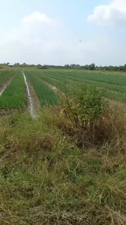 Đất nền khu phố Năm Trại, Phường Long Hoa, 1600m² giá 390 triệu - Cơ hội đầu tư tuyệt vời!