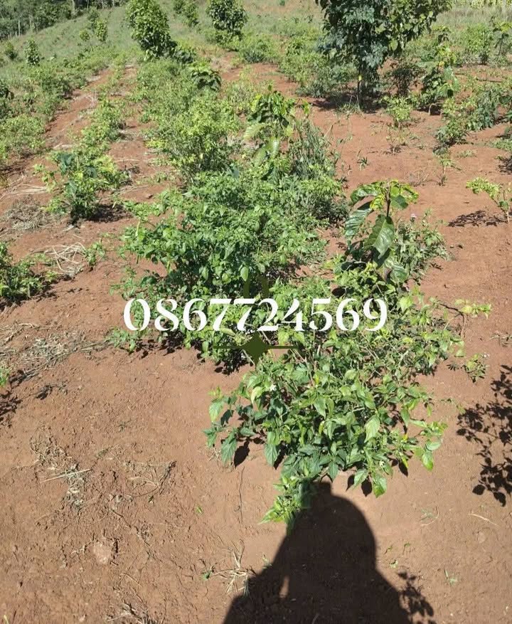 Đất nền 1ha tại Phường Bắc Gia Nghĩa giá chỉ 900 triệu - Cơ hội đầu tư tuyệt vời!