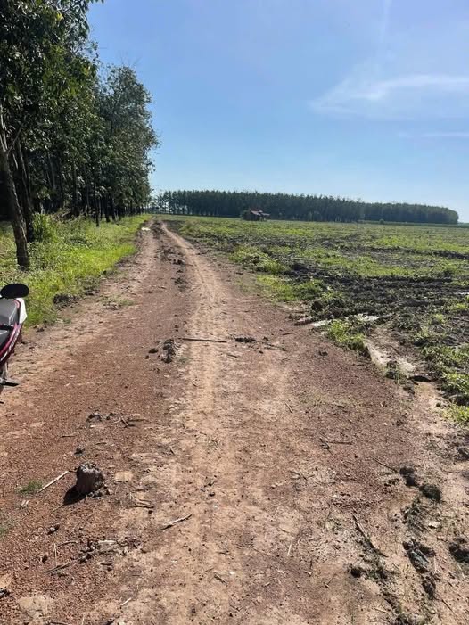 Đất nền Farm Suối Đá, Dương Minh Châu, Tây Ninh 10.000m² giá 1.95 tỷ - Vị trí lý tưởng cho đầu tư!