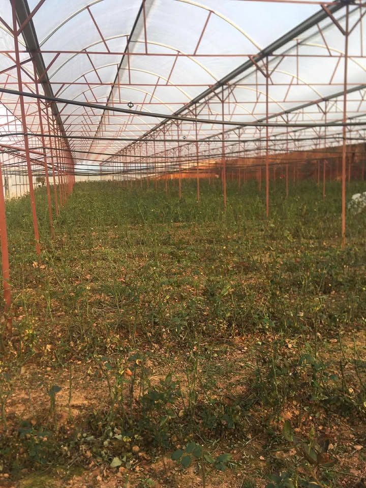 Cho thuê Farm 5 sào vườn hồng Đạ Thiên 2 chỉ 200 triệu - Đường ô tô tận vườn!