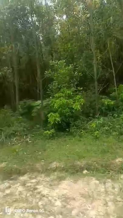 Đất rừng Triệu Ái, Huyện Triệu Phong, 13,000m² - Cơ hội đầu tư hấp dẫn!