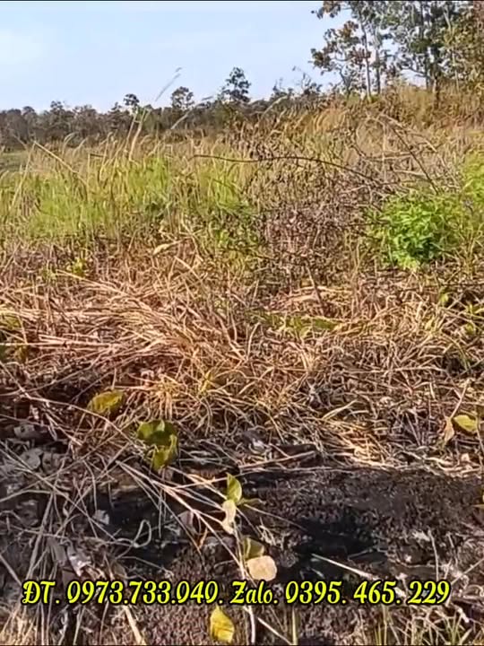 Farm 10ha đường tỉnh lộ, xã Ia Púch, huyện Chư Prông, giá 900 triệu - Cơ hội đầu tư tuyệt vời!