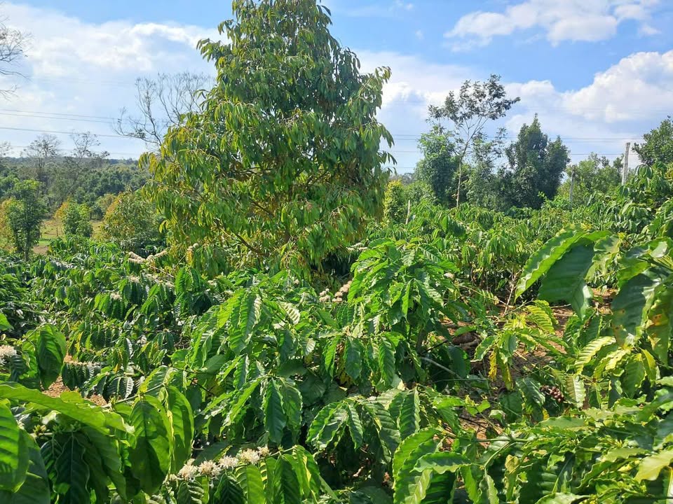 Farm 2 sào Đường Duy Tân, Phường Đoàn Kết, 7200m² - Giá chỉ 1.1 tỷ!