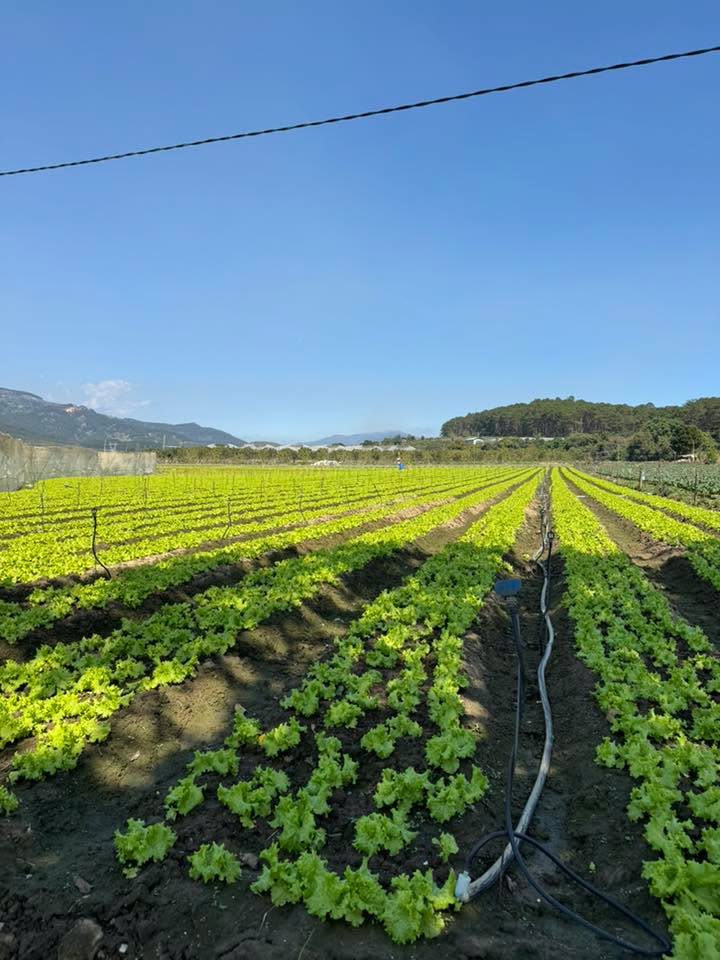 Đất nông nghiệp 7 xào tại Lạc Xuân, Đơn Dương - Giá chỉ 5.25 tỷ, cơ hội đầu tư hấp dẫn!