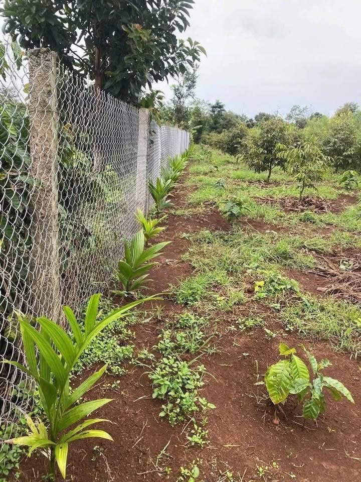 Farm Rẫy Tân Đức, Đắk Lắk 4253m² giá 2.6 tỷ - Đầu tư sinh lời bền vững!