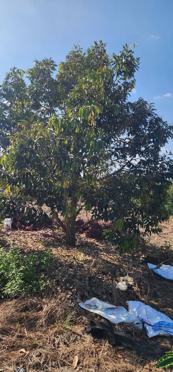 Farm 1ha4 tại Xã Ea Sô, Huyện Ea Kar, Đắk Lắk giá 5.04 tỷ - Đầu tư sinh lời ngay!