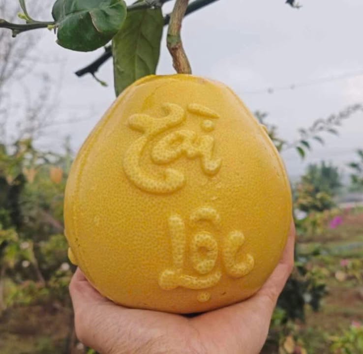 Đất nền đẹp 1764m² tại Ấp Qui Lân 7, Huyện Vĩnh Thạnh - Giá chỉ 750 triệu!