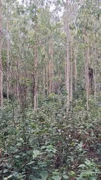 Đất trồng cây lâu năm Biển Châu Tân 403m² giá 69 triệu - Sổ hồng chính chủ