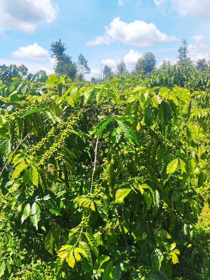 Đất nông nghiệp 1ha tại Ia Nhin, Chư Păh, Gia Lai - Giá 2.1 tỷ, cơ hội đầu tư tuyệt vời!